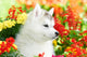 One Siberian Husky Puppy