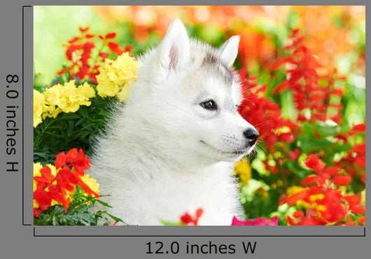 One Siberian Husky Puppy