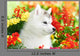 One Siberian Husky Puppy