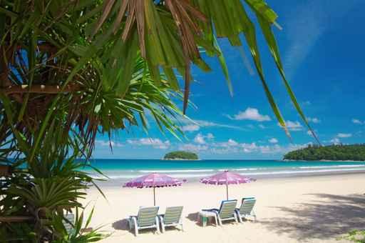 Mangrove and Chairs Wall Decal