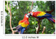 Love Parrot Wall Mural