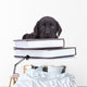 Smart Little Labrador Wall Decal