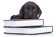 Smart Little Labrador Wall Decal