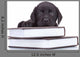 Smart Little Labrador Wall Decal