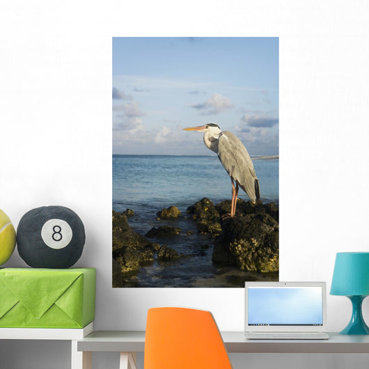 Portrait Maldivian Gray Heron Wall Mural