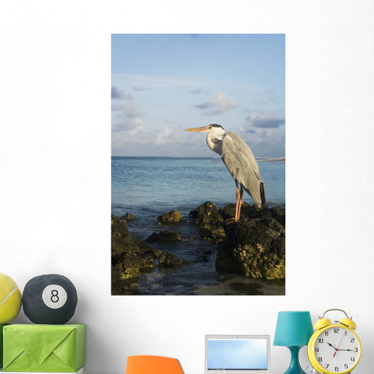 Portrait Maldivian Gray Heron Wall Mural