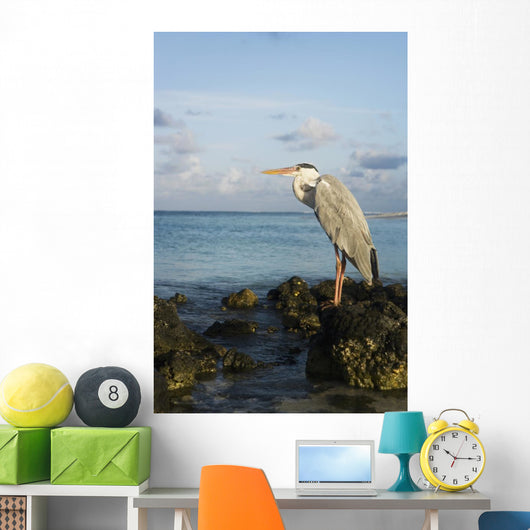 Portrait Maldivian Gray Heron Wall Mural