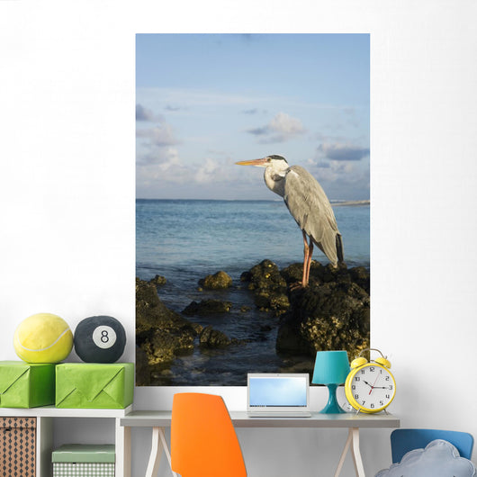 Portrait Maldivian Gray Heron Wall Mural