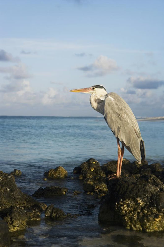 Portrait Maldivian Gray Heron Wall Mural