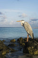 Portrait Maldivian Gray Heron Wall Mural