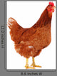 Brown Hen 2 Wall Decal