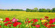 Colorful Flower Field Wall Decal