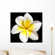 Frangipani Flower