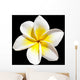 Frangipani Flower