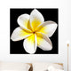 Frangipani Flower