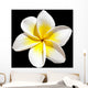 Frangipani Flower
