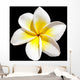 Frangipani Flower
