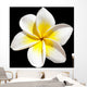 Frangipani Flower