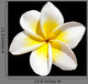 Frangipani Flower