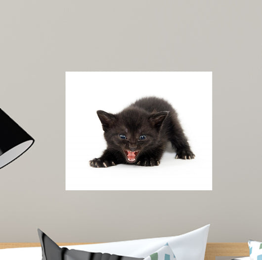 Angry Black Kitten Wall Decal
