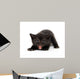 Angry Black Kitten Wall Decal