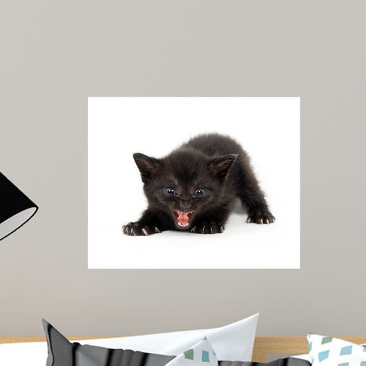 Angry Black Kitten Wall Decal