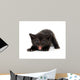 Angry Black Kitten Wall Decal