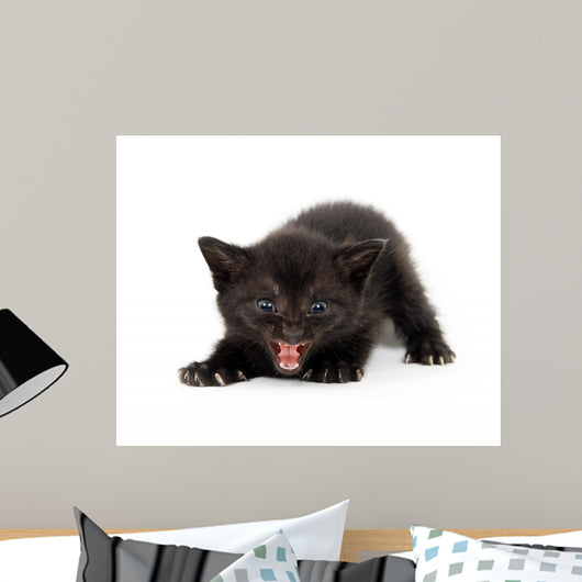Angry Black Kitten Wall Decal