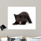 Angry Black Kitten Wall Decal