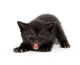 Angry Black Kitten Wall Decal