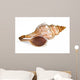 Close-up Sea Shell White Wall Decal