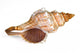 Close-up Sea Shell White Wall Decal