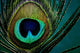 Eye Peacock Feather Wall Decal