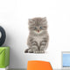 Kitten on a White Background Wall Decal