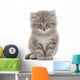 Kitten on a White Background Wall Decal
