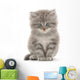 Kitten on a White Background Wall Decal