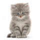 Kitten on a White Background Wall Decal