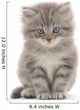 Kitten on a White Background Wall Decal