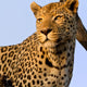 Leopard Panthera Pardus