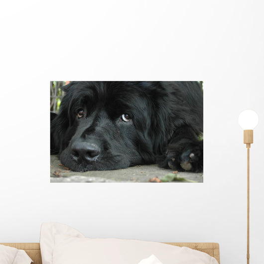 Sweet Sad Newfoundland Wall Mural