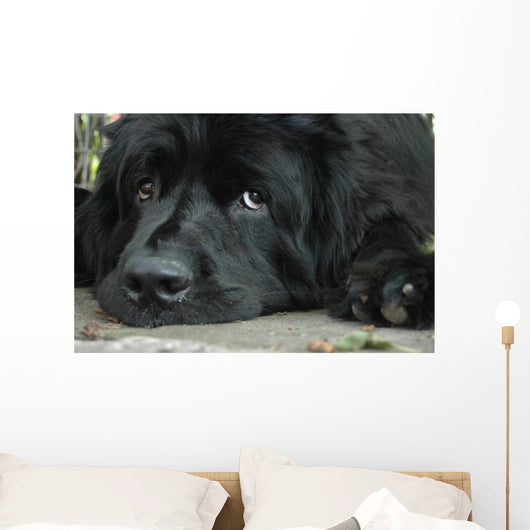 Sweet Sad Newfoundland Wall Mural