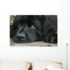 Sweet Sad Newfoundland Wall Mural