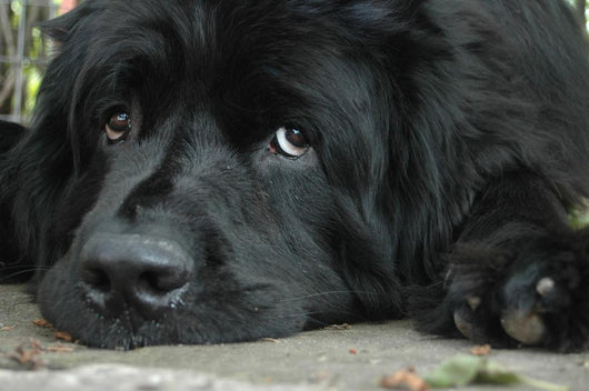Sweet Sad Newfoundland Wall Mural