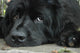 Sweet Sad Newfoundland Wall Mural