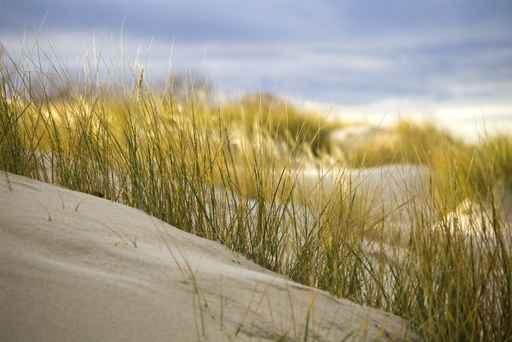 Dune 2 Wall Decal