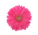 Red Gerber Daisy (Top View) Wall Decal