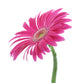 Red Gerber Daisy Wall Decal