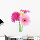 Colorful Gerber Daisies Wall Decal