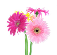 Colorful Gerber Daisies Wall Decal