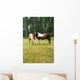 Horse Grazing Meadow Wall Mural